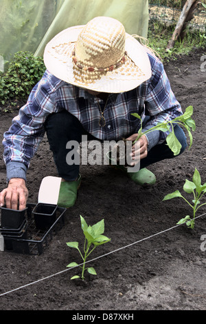 La plantation des semis de femmes Famr poivre dans son jardin Banque D'Images