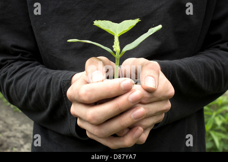 Petit concombre sprout en jeune homme mains sur fond noir Banque D'Images