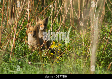 Red Fox deux petits en début du printemps Banque D'Images