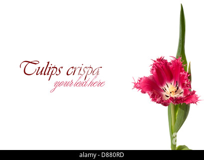 Pink tulip frangées (crispa) à droite sur fond blanc Banque D'Images