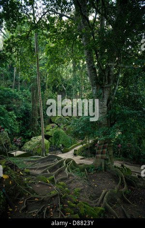 Arbre sacré avec de grosses racines à Goa Gajah, Ubud, Indonésie Banque D'Images