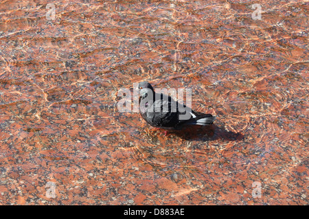 L'image du pigeon dans l'eau de lavage Banque D'Images