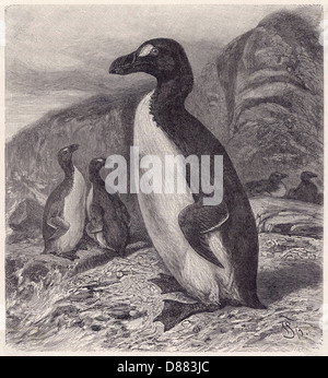 GREAT AUK ÉTEINT Banque D'Images