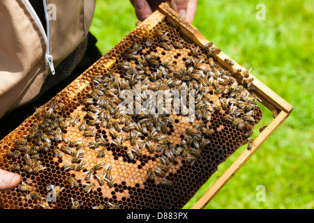 L'apiculteur porte d'abeilles (Apis mellifera), Kent, UK, printemps Banque D'Images