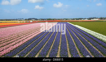 Tulipes colorées, narcisses et jacinthes bulbfields près de Leiden et les jardins de Keukenhof en Hollande (Pays-Bas) Banque D'Images