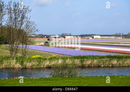 Bulbfields jacinthe et tulipes colorées près de Leiden et les jardins de Keukenhof en Hollande (Pays-Bas) Banque D'Images