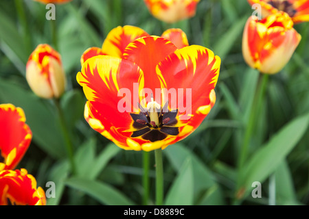 Tulipes orange et jaune (Tulipa Banja Luka) les jardins de Keukenhof à Lisse Holland (Pays-Bas) Banque D'Images