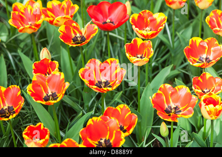 Tulipes orange et jaune (Tulipa Banja Luka) les jardins de Keukenhof à Lisse Holland (Pays-Bas) Banque D'Images