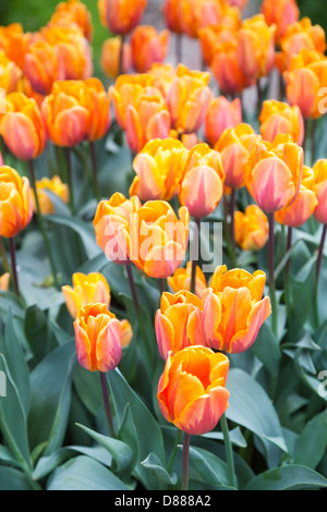 Close up de floraison de printemps tulipes orange au Château de Sissinghurst, Kent, Angleterre (tulipa Prinses Irene) Banque D'Images