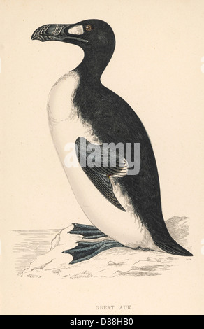 GREAT AUK ÉTEINT Banque D'Images