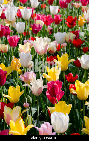 New York, Nashville. Assortiment de couleurs lumineuses de tulipes au printemps. Banque D'Images
