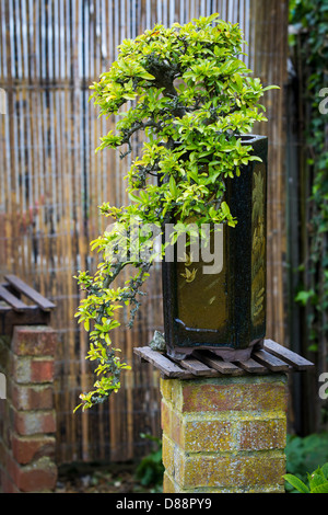 (Prunus Pyracantha coccinea) Banque D'Images