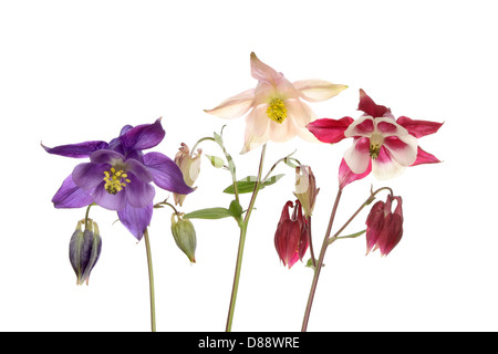 Groupe de trois fleurs aquilegia isolés contre white Banque D'Images