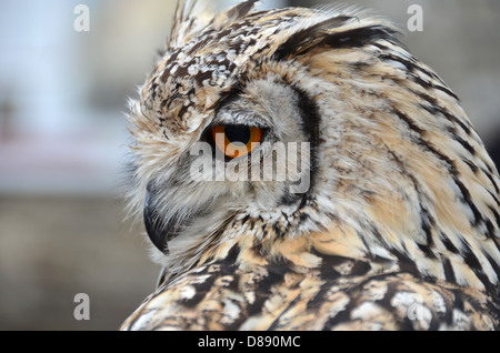 Un Indien Bengale Eagle Owl Banque D'Images