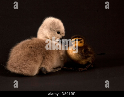 Cygne muet cygnet et caneton colvert dans studio Banque D'Images