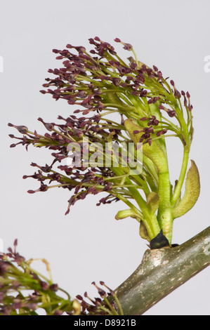 Des fleurs sur les cendres, Fraxinus excelsior, le bois au printemps Banque D'Images