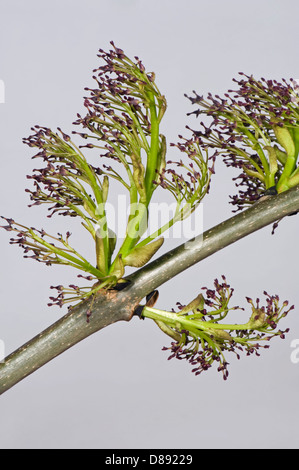 Des fleurs sur les cendres, Fraxinus excelsior, le bois au printemps Banque D'Images