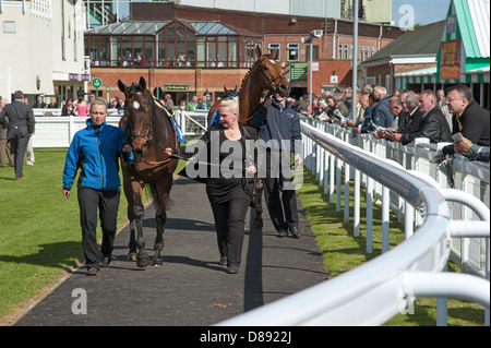 Les chevaux ont défilé en boîtier Paddock Salisbury Racecourse England UK Andrew Balding's horse Grand Piano en premier plan Banque D'Images