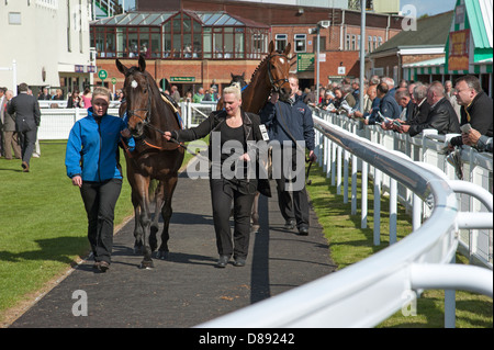 Les chevaux ont défilé en boîtier Paddock Salisbury Racecourse England UK Andrew Balding's horse Grand Piano en premier plan Banque D'Images