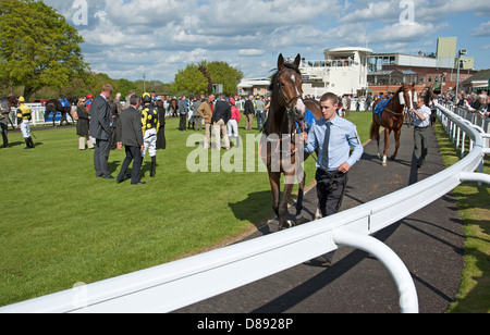 Les chevaux ont défilé en boîtier Paddock Salisbury Racecourse England UK Banque D'Images