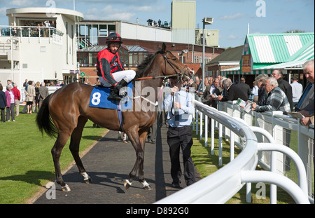 Les chevaux ont défilé en boîtier Paddock Salisbury Racecourse England UK Cape joie avec jockey Cameron Hardie dans la selle Banque D'Images