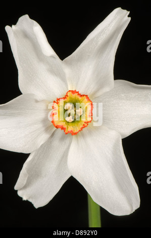 Narcisse des poètes Narcissus poeticus, fleur, Banque D'Images