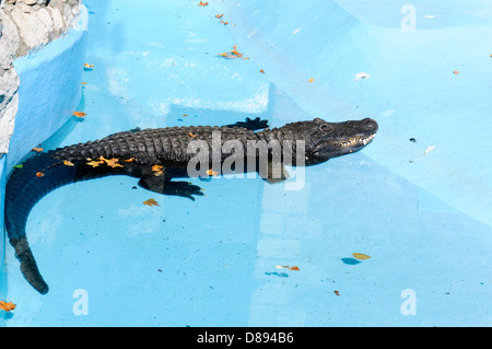 Piscine en crocodile Banque D'Images