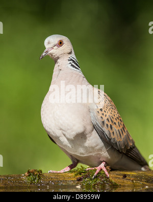 Turtle dove Streptopelia turtur ( ) sur une branche, soft focus fond vert Banque D'Images