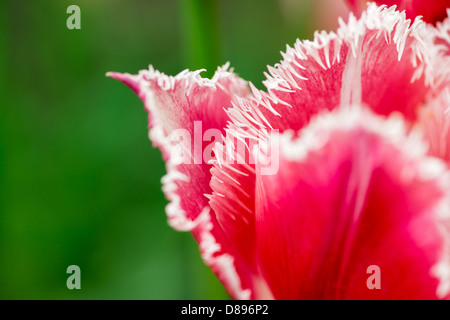 Fleurs : rouge unique tulipe sur fond flou naturel faible, DOF, soft focus close-up shot. Banque D'Images