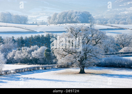 Arbre couvert de neige et de champs dans Brecon Beacons Powys Pays de Galles en hiver Banque D'Images