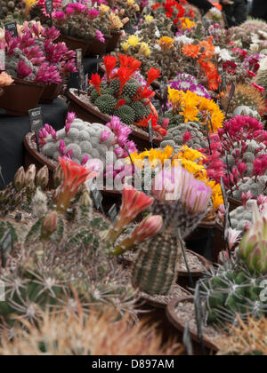 Londres, Royaume-Uni. 21 mai 2013. Floraison magnifique sur le cactus Cactus Southfields, exposition. Londres, Royaume-Uni. Crédit : Ian Thwaites / Alamy Live News Banque D'Images