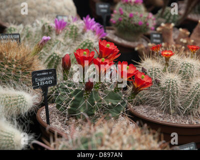 Londres, Royaume-Uni. 21 mai 2013. Floraison magnifique sur le cactus Cactus Southfields, exposition. Londres, Royaume-Uni. Crédit : Ian Thwaites / Alamy Live News Banque D'Images