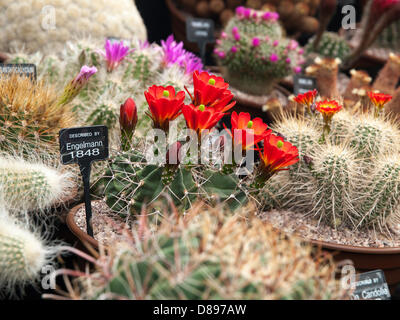 Londres, Royaume-Uni. 21 mai 2013. Floraison magnifique sur le cactus Cactus Southfields, exposition. Londres, Royaume-Uni. Crédit : Ian Thwaites / Alamy Live News Banque D'Images