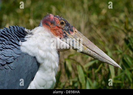 Portrait de profil (crumeniferus marabou stork Flamant rose (Phoenicopterus ruber) Banque D'Images