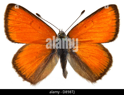 Grumes de Purple butterfly de cuivre (la thècle de la ronce ou isolé sur fond blanc Banque D'Images