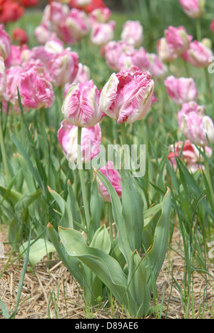 Saumon rose et blanc Parrot tulips in Holland, Michigan Banque D'Images