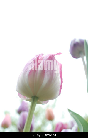 Saumon rose et blanc Parrot tulips in Holland, Michigan Banque D'Images