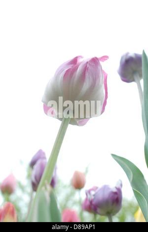 Saumon rose et blanc Parrot tulips in Holland, Michigan Banque D'Images