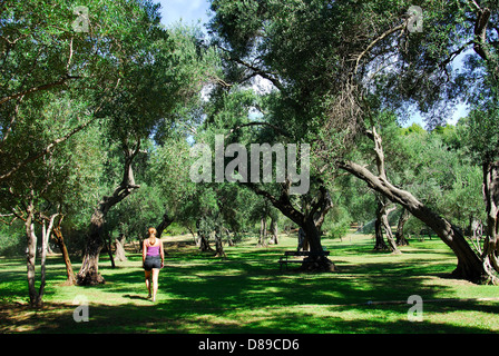 DUBROVNIK, Croatie. Une oliveraie sur l'île de Lokrum. 2010. Banque D'Images