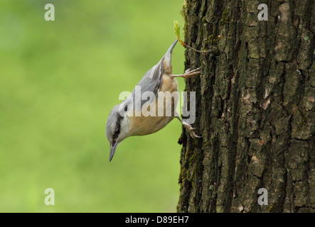 Blanche assis sur tronc d'arbre Banque D'Images