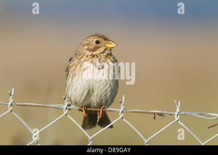 Un bruant proyer (Emberiza calandra) assis sur un grillage Banque D'Images