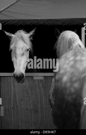 Cheval chevaux lourds chevaux de trait à un spectacle Orient Bysshe Surrey England Banque D'Images