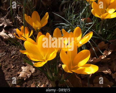 Fleur de crocus jaune dans le jardin Banque D'Images