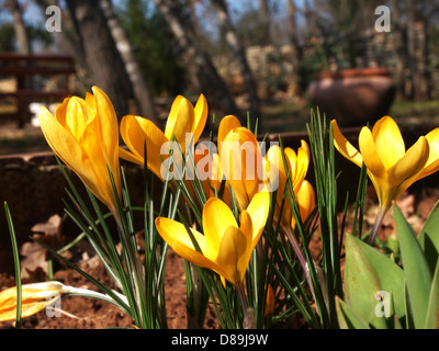 Fleur de crocus jaune dans le jardin Banque D'Images