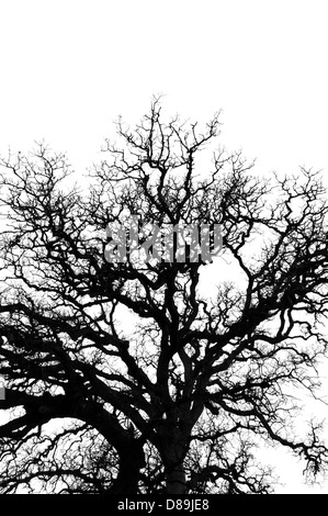 Les branches d'arbre de chêne silhouette sur fond blanc. La nature abstraite. Banque D'Images