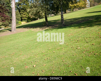 Arbres sur pelouse dans un parc de Londres, Hampstead Heath , Banque D'Images