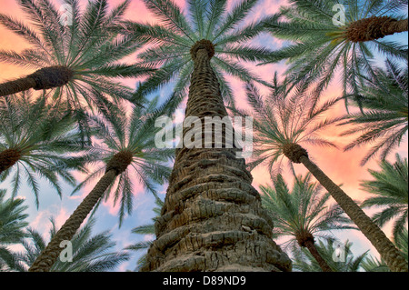 Jusqu'à la Californie en palmiers du ventilateur avec le lever du soleil les nuages. Palm Desert, Californie Banque D'Images