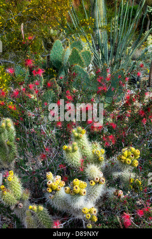 Avec jardin de cactus cholla, figuier de barbarie, la société, et d'autres fleurs.,Le désert vivant. Palm Desert, Californie Banque D'Images