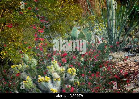 Avec jardin de cactus cholla, figuier de barbarie, la société, et d'autres fleurs.,Le désert vivant. Palm Desert, Californie Banque D'Images