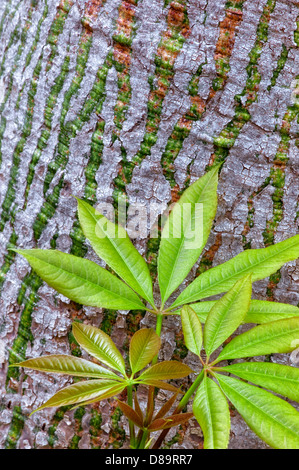 Portrait de l'arbre de soie (Ceiba speciosa) Nouvelle croissance au printemps les feuilles et l'écorce. Californie Banque D'Images